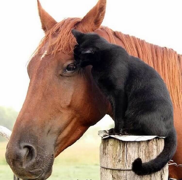 Дружба. Источник фото: https://topfakty.com/bezdomnyj-amerikanskij-kot-nahodit-sebe-dom-semyu-i-luchshego-druga/