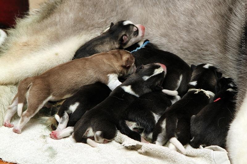 Яндекс. Картинки