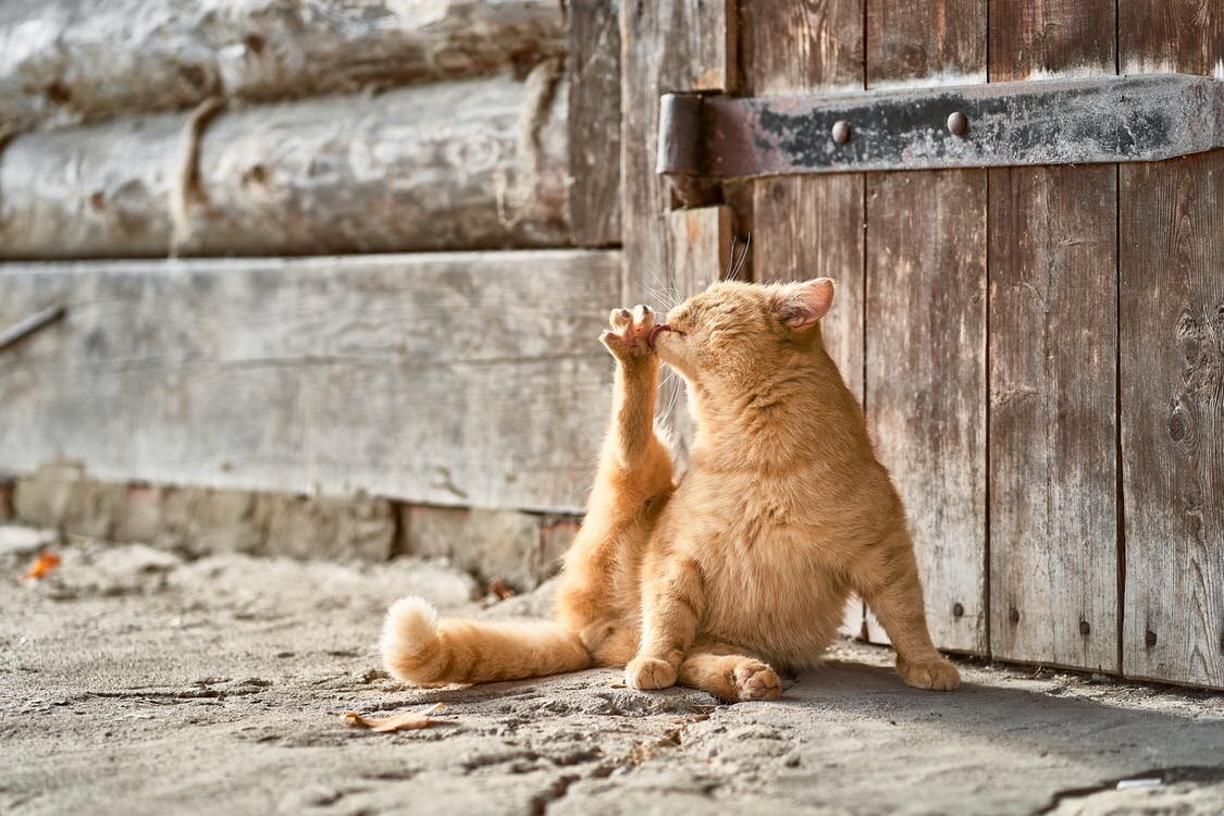 Рыжий с улицы. Наверное-главный на районе... Гигиену надо блюсти