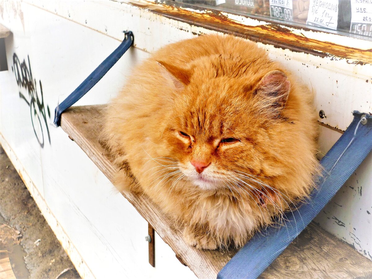 Хотите, чтобы год был удачным и добрым, возьмите в него животное из приюта. Фото автора