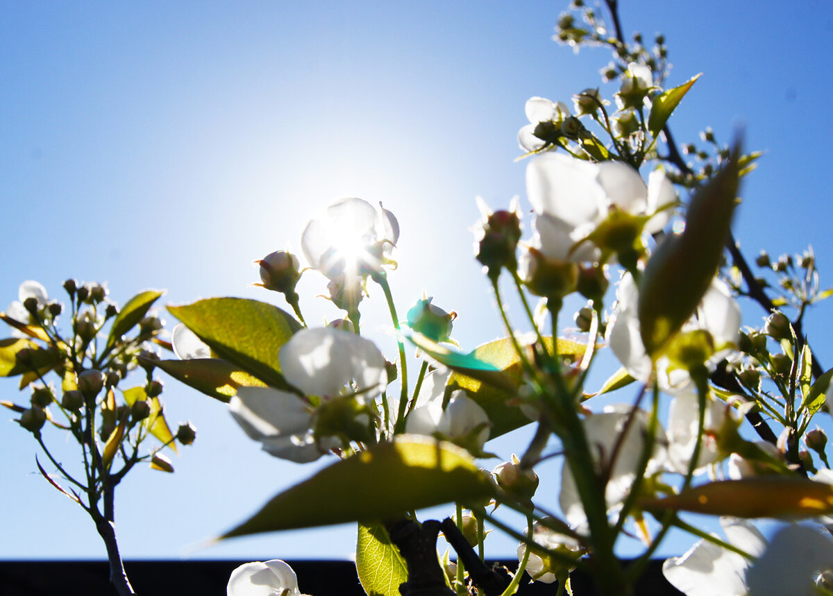 Как красиво цветут сады