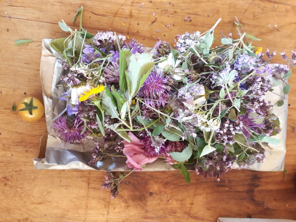 Цветущее многотравие — настоящая зелёная аптека Алтая, здоровье от природы