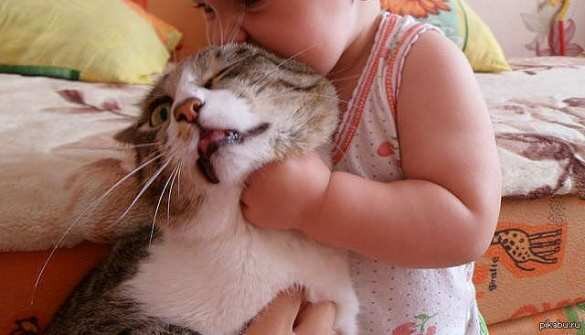 За сливы в Танках кот ответил