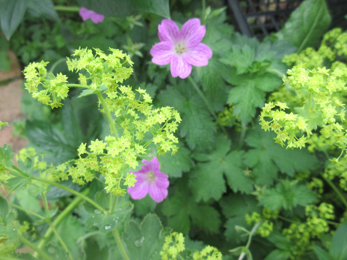 Манжетка Alchemilla epipsila