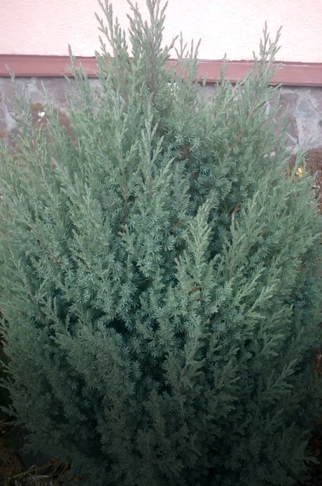 Можжевельник "Стрикта"