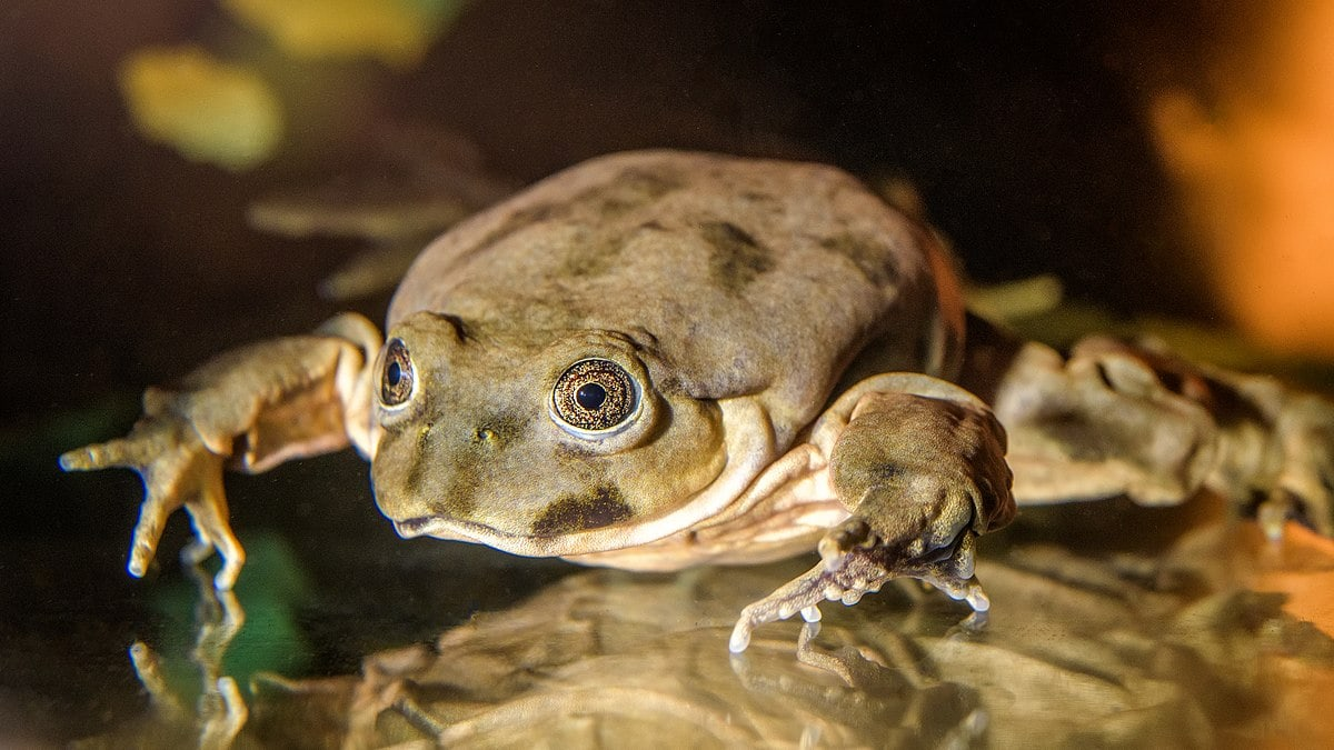 Животное дня: титикакский свистун (Telmatobius culeus) | Ancotir | Дзен