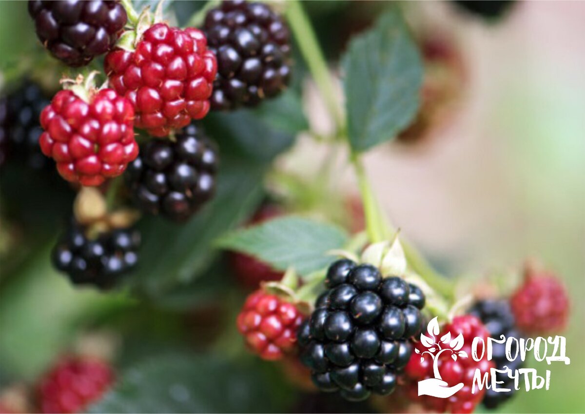 Правила обрезки