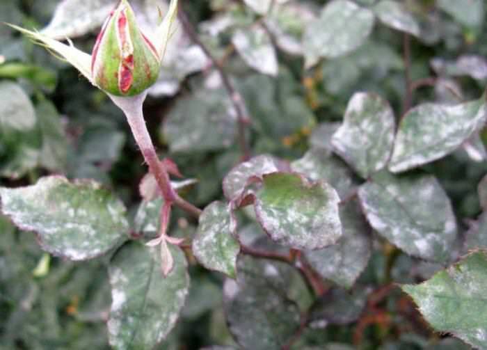 Выращивание миниатюрных роз
