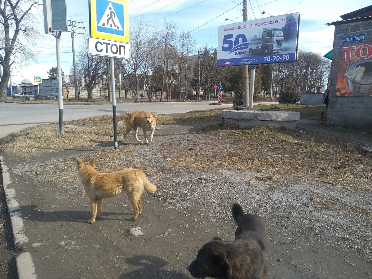И еще во Владикавказе много больших, но совсем не страшных собакевичей))