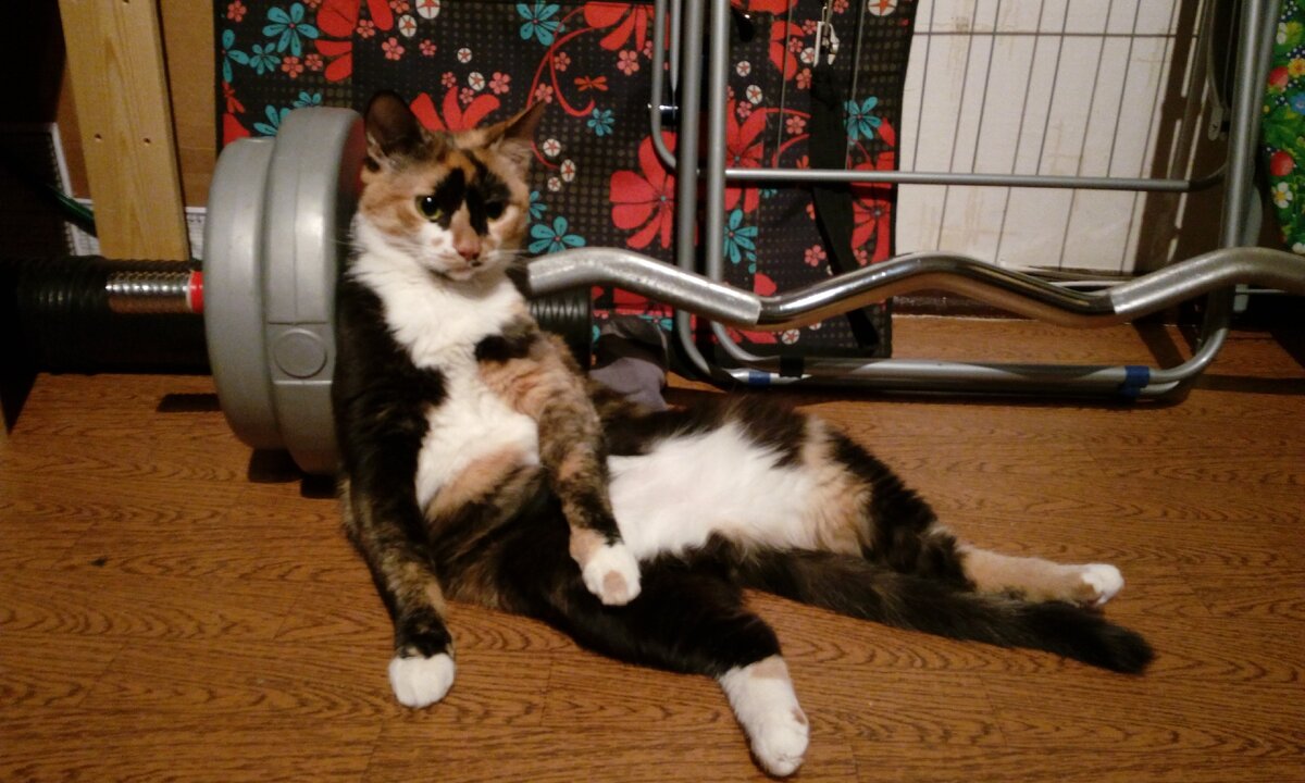 Надо заняться спортом... Но не сегодня!