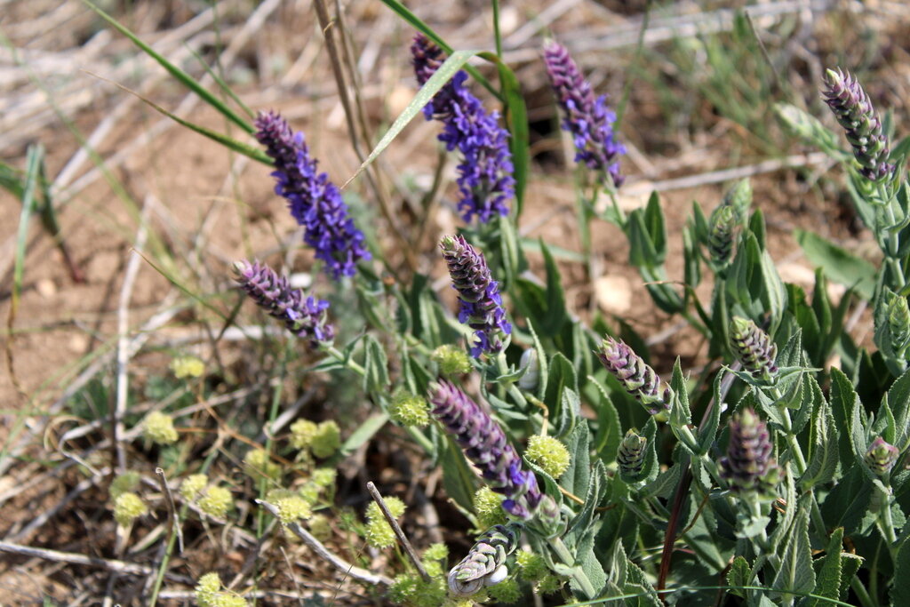 Stachys velata - Image of an specimen - Plantarium