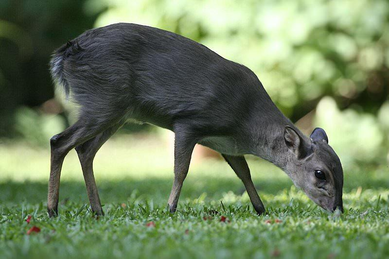 Фото с сайта saffarich.ru