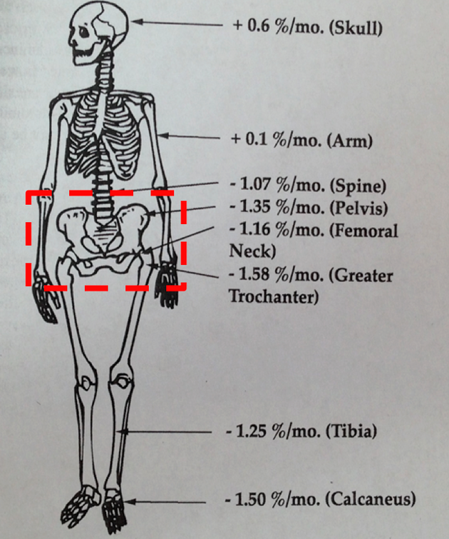 На инфографике в процентном соотношении показано, какие кости нашего тела изнашиваются в космосе больше всего