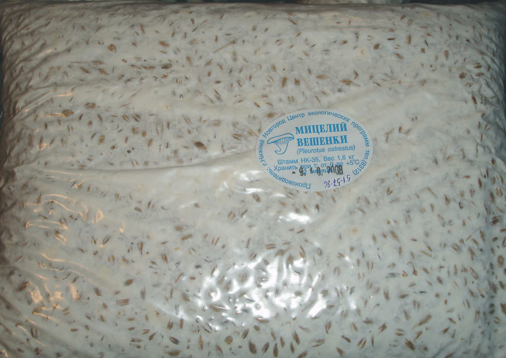 Мицелий вешенки. Фото взято из свободного доступа, для иллюстрации статьи