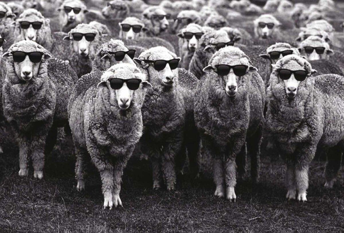 Весь мир знает клонированную овечку Долли, мультипликационного барашка Шона...