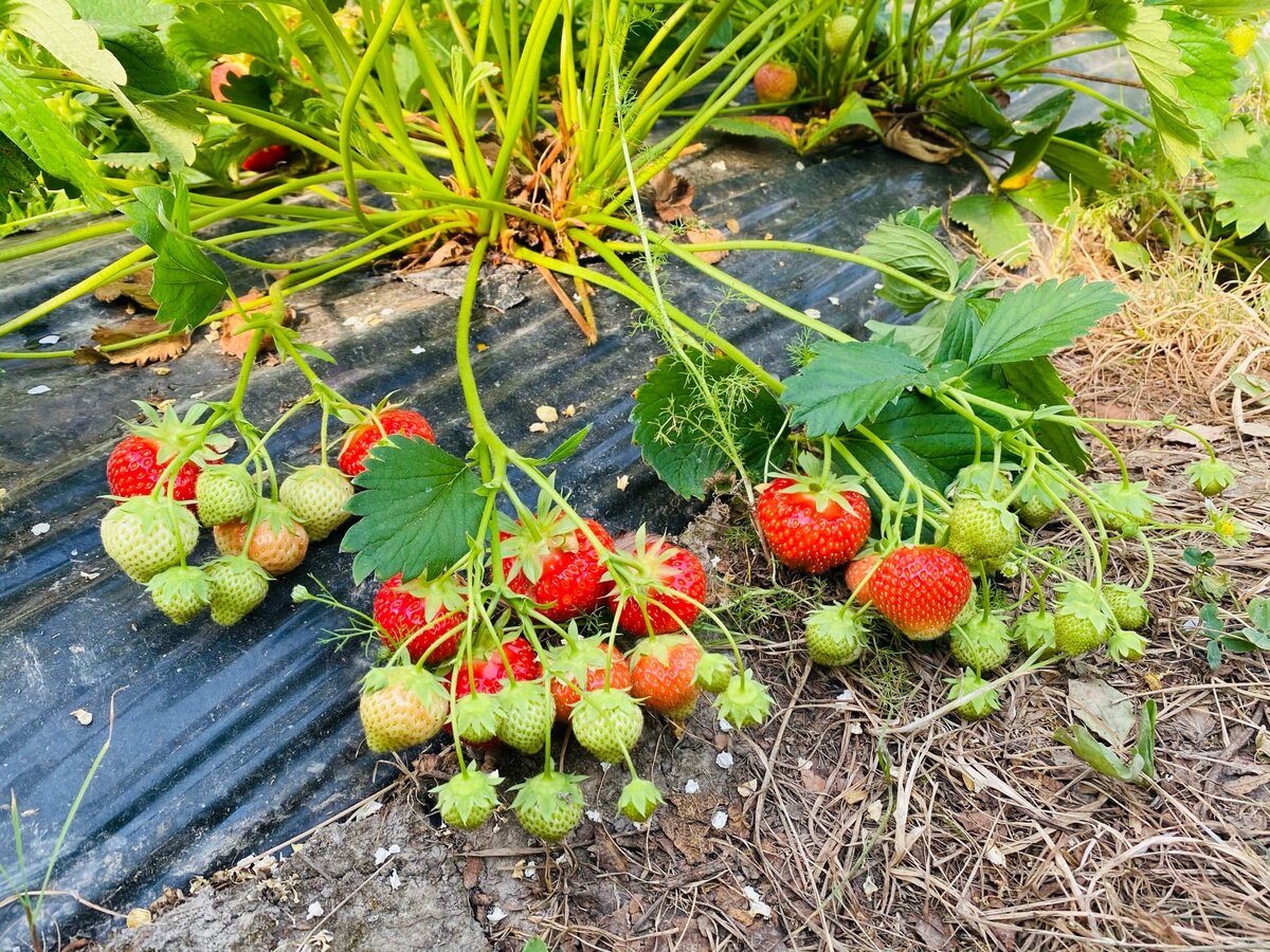 Урожай 2020 года. (пленка не удобна для клубники). 