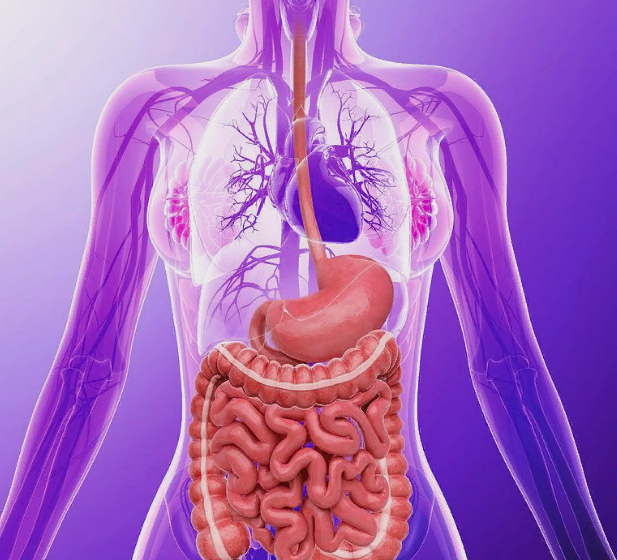 Источник: https://fineartamerica.com/featured/98-human-digestive-system-pixologicstudio.html