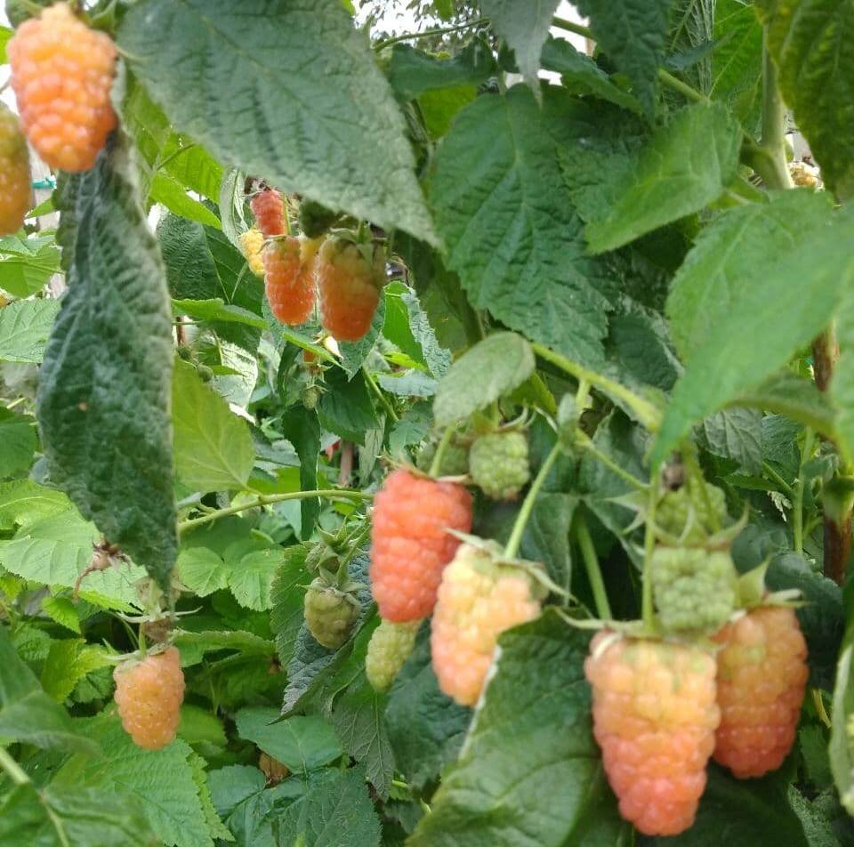 Оранжевое чудо. Фото автора. Осень 2020.