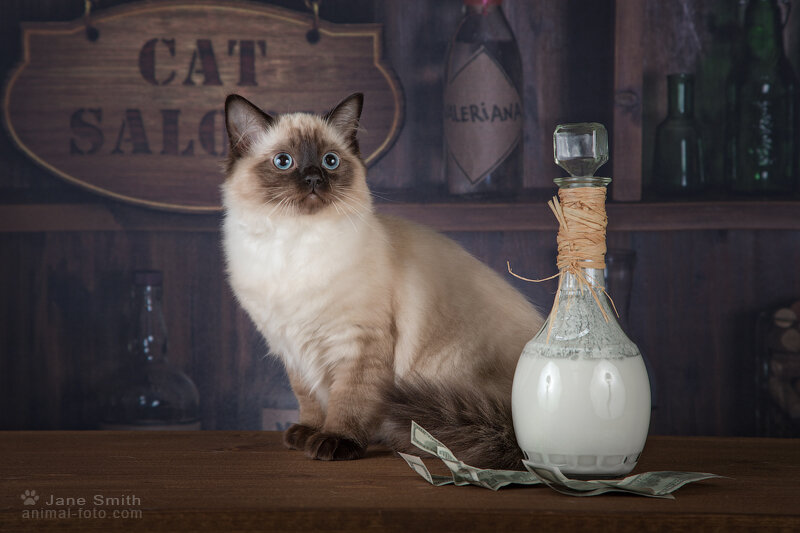 Одна из первых наших котят. Девочка Аляска