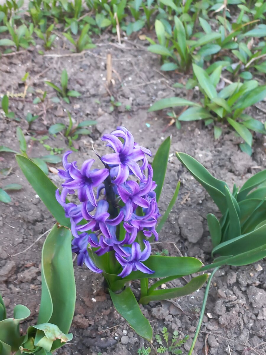 Я так и не запомнила название этого цветка