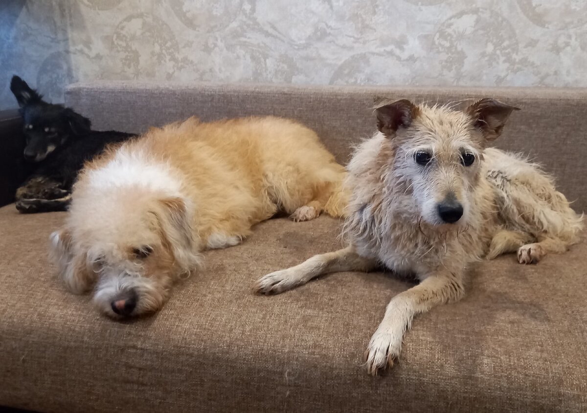 Варя, Маруся, Зефирка