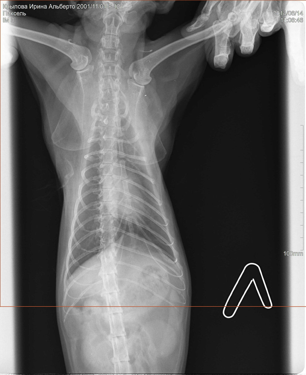 Рентген Пикселя. 