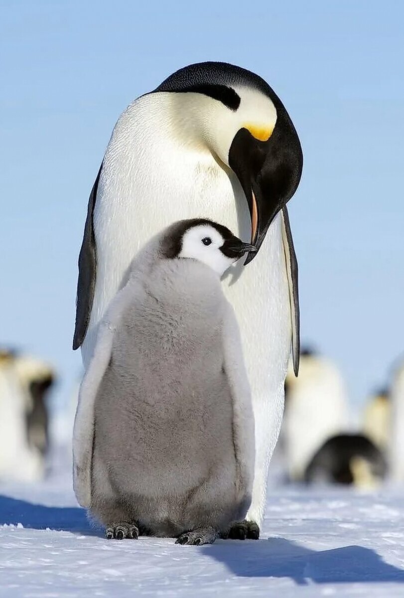 Родители не всегда принимают детенышей