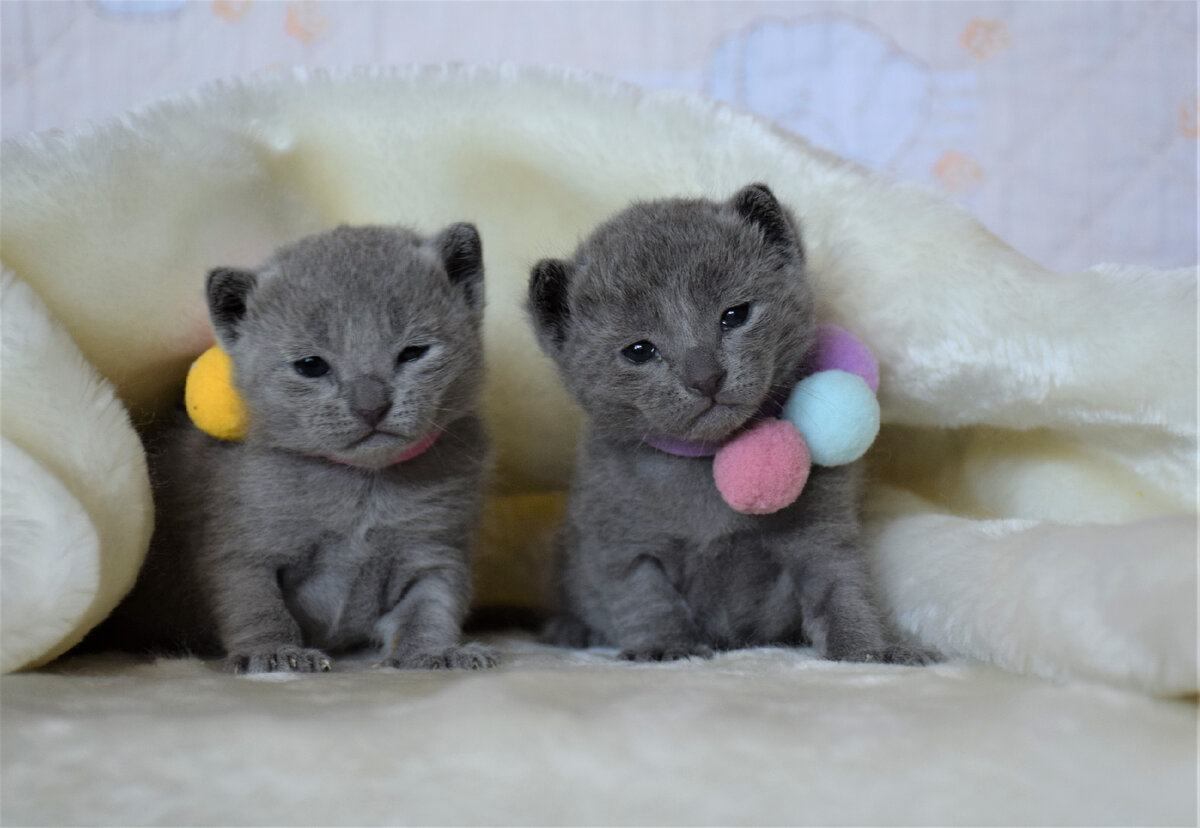 Брат и сестра в няшном возрасте