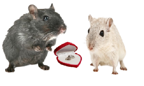 Даже среди мышат встречаются галантные мужчины.  Коллаж (собран лично) из картинок с сайта pixabay.com/ru. Каждая картинка - Pixabay License. Бесплатно для коммерческого использования, указание авторства не требуется.