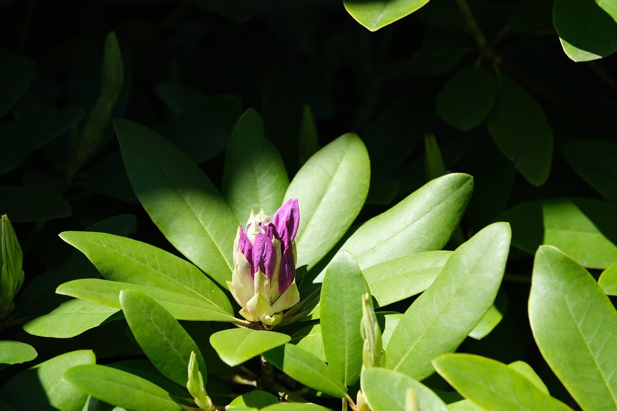    81.3 mm, 1/500 sec, f/4.5, ISO 160. Источник: dpreview.com