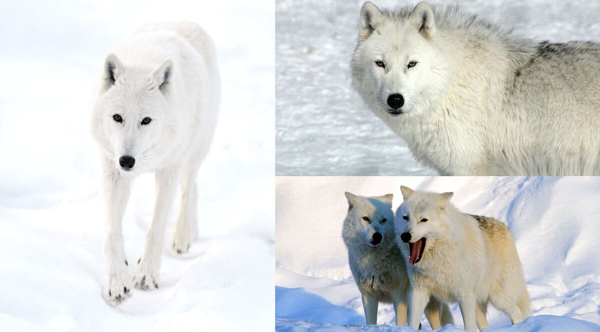 Где находится полярный волк колония на карте. Арктический волк. Авангард арктические волки. Приспособления полярного волка. Арктические волки 80.