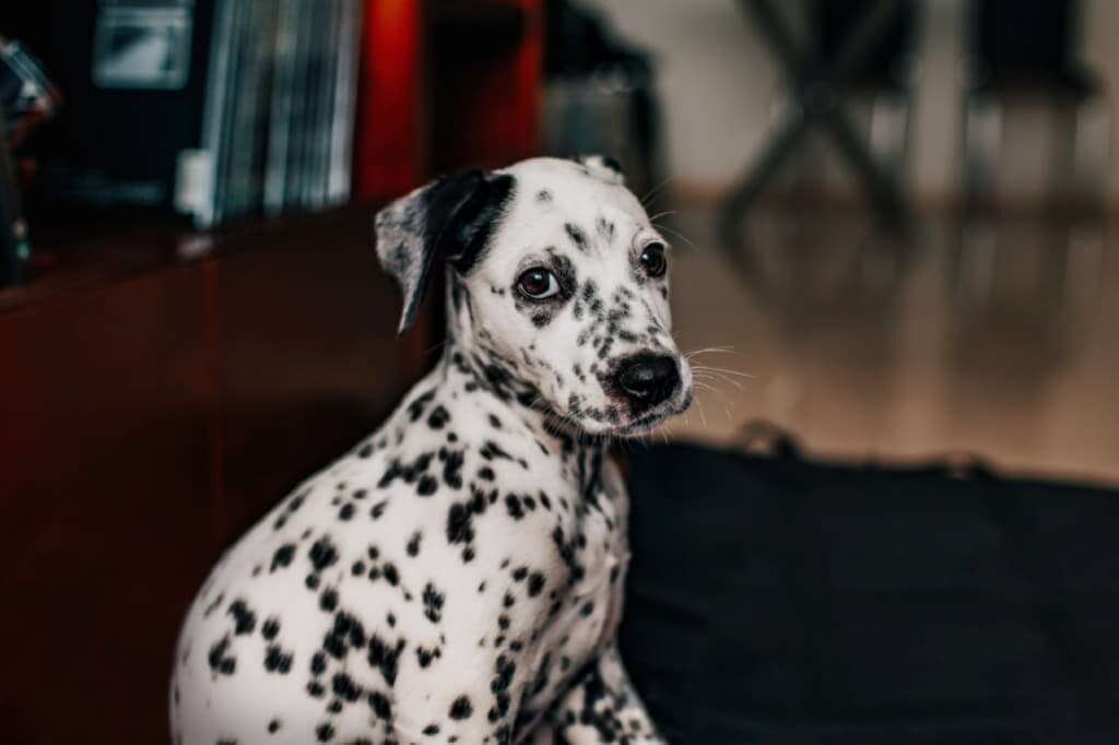 https://kisapes.ru/dogs/dalmatian/