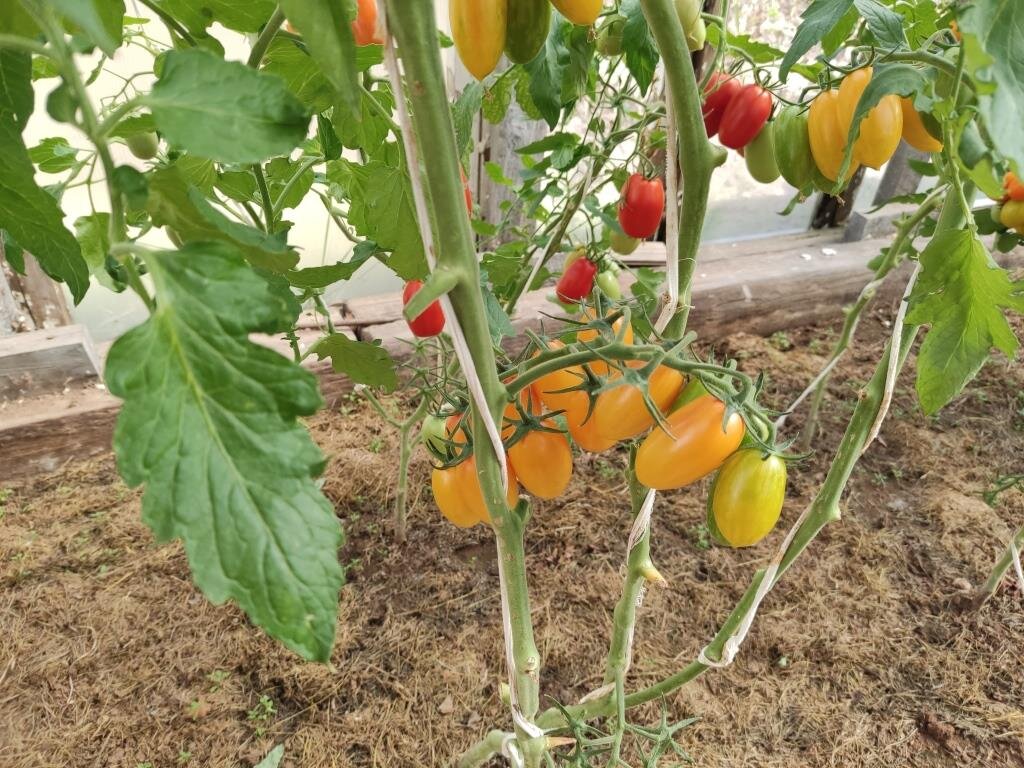 Мульчирование скошенной с газона травой — самый доступный вариант.