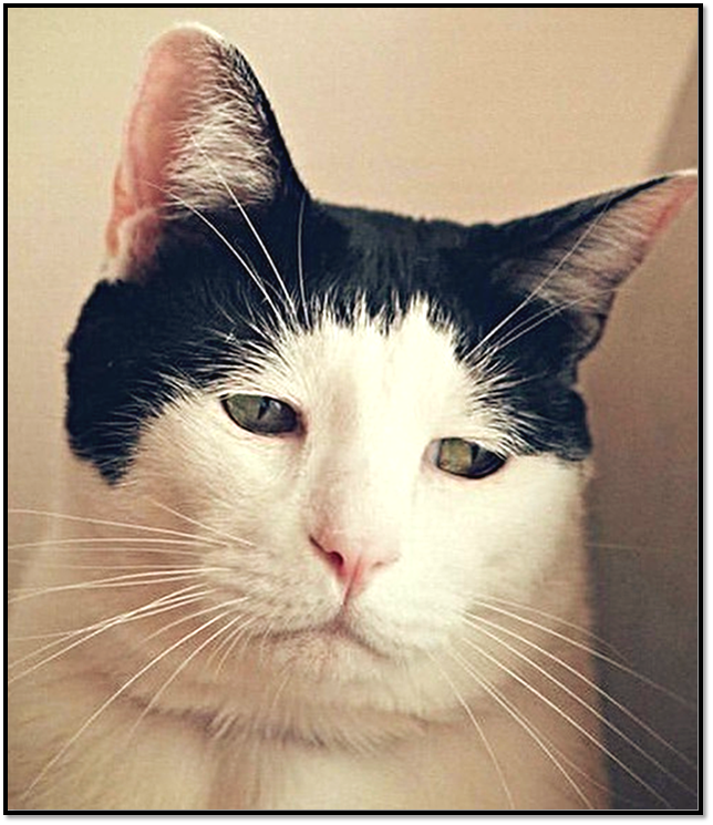 Источник: https://pikabu.ru 