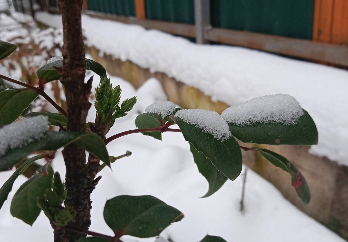 Магония зимой