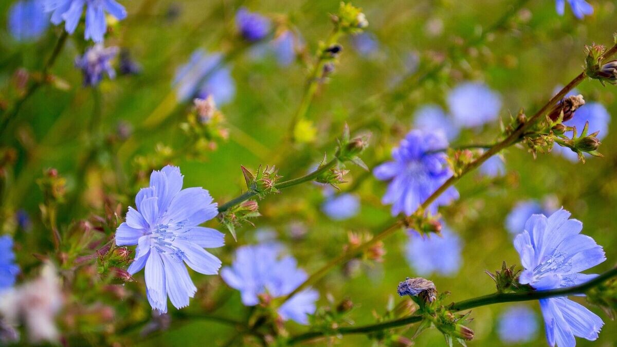    Цикорий© Фото : Pixabay / SabbraCadabra