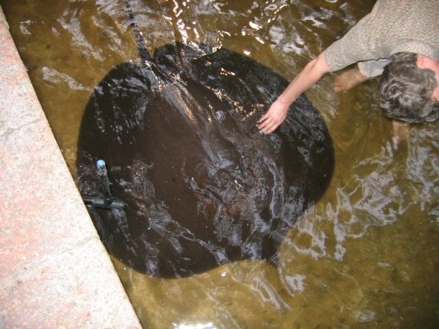    Гигантский пресноводный скат Urogymnus polylepisВикипедия