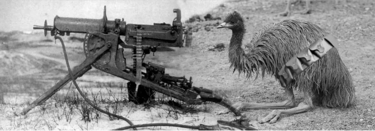 Великая война Австралии со страусами эму. Победили страусы.