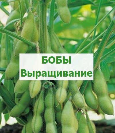 соевые бобы
