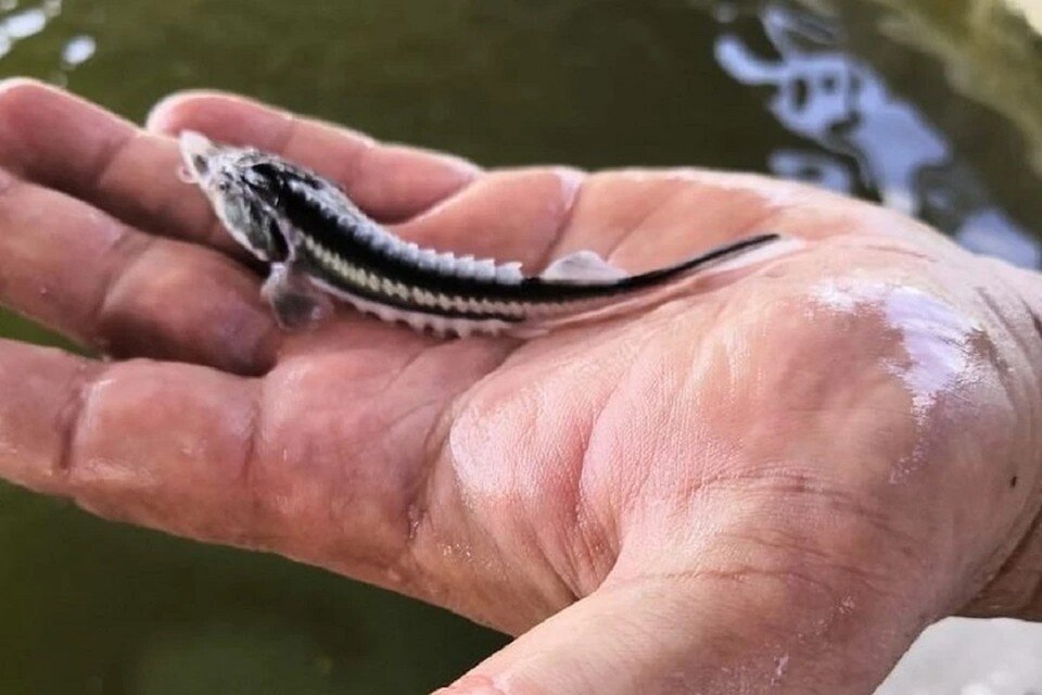     Выпуском мальков ежегодно занимается Донской осетровый завод. Фото: сайт правительства РО.