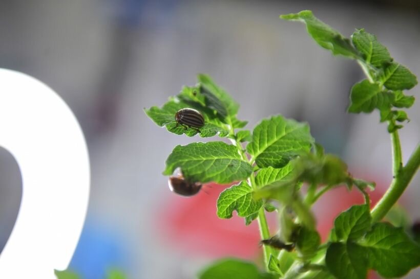 Этот колорадский жук не знает, что живёт в лаборатории, где против него придумывают специальный вирус. 