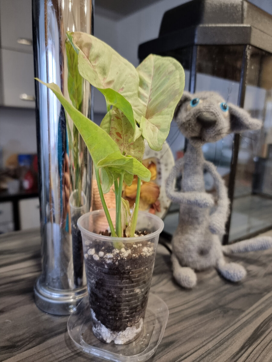 Сингониум Милк Конфетти 