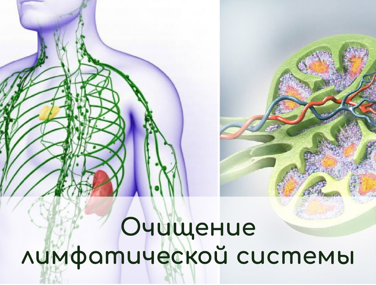 Очистка лимфатической системы. Очищение лимфной системы. Лимфатическая система человека схема. Чистка лимфоузлов.