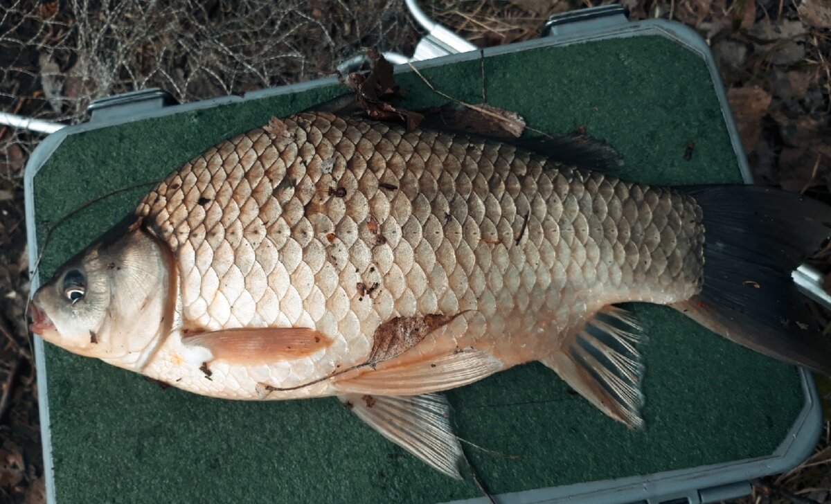 Это не он, но похож)) 