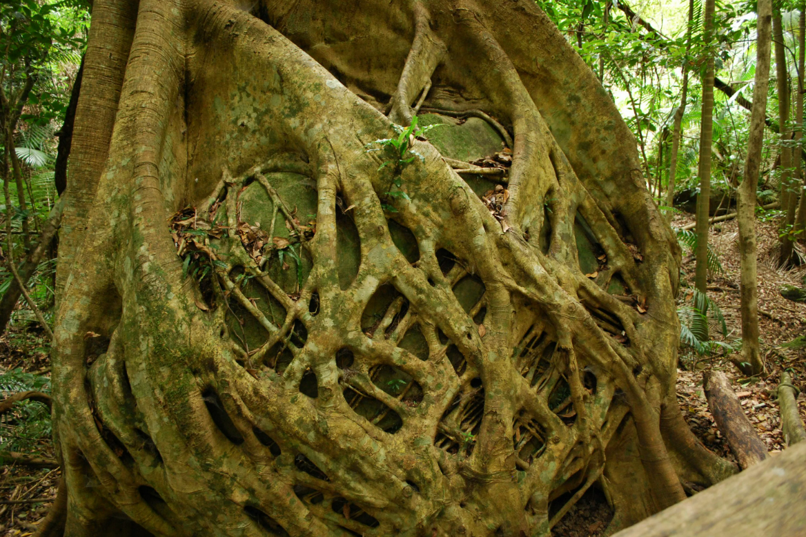 дерево с огромными корнями. корни дерева. корни д. карагач дерево корни. дерево с большими корнями.