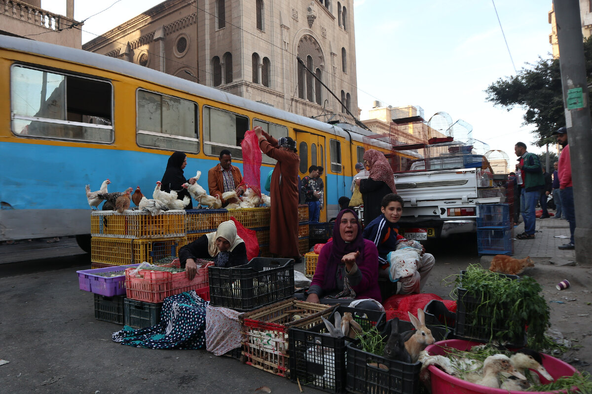 Звери и трамваи! Потрясающий птичий рынок на улицах Александрии
