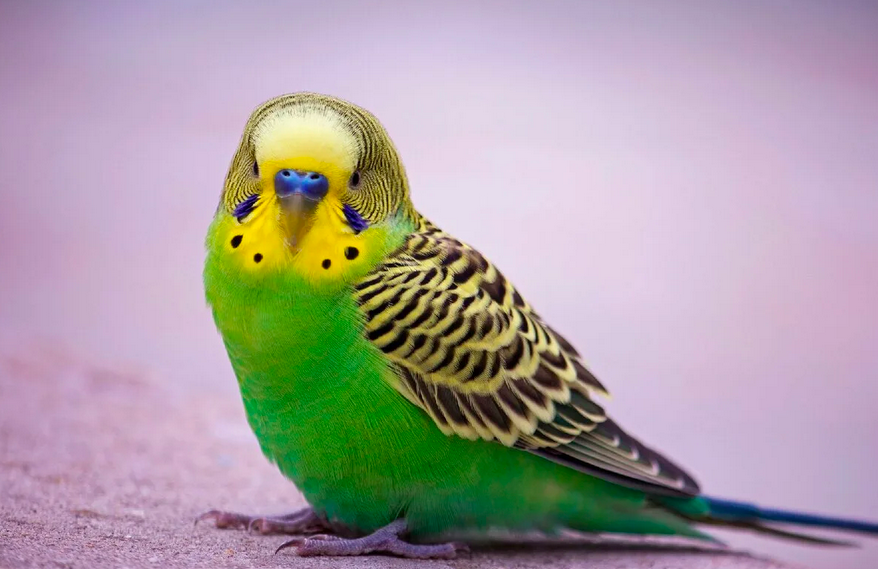 Мальчик в Турции сохраняет жизнь под обломками 55 часов с попугаем в руках