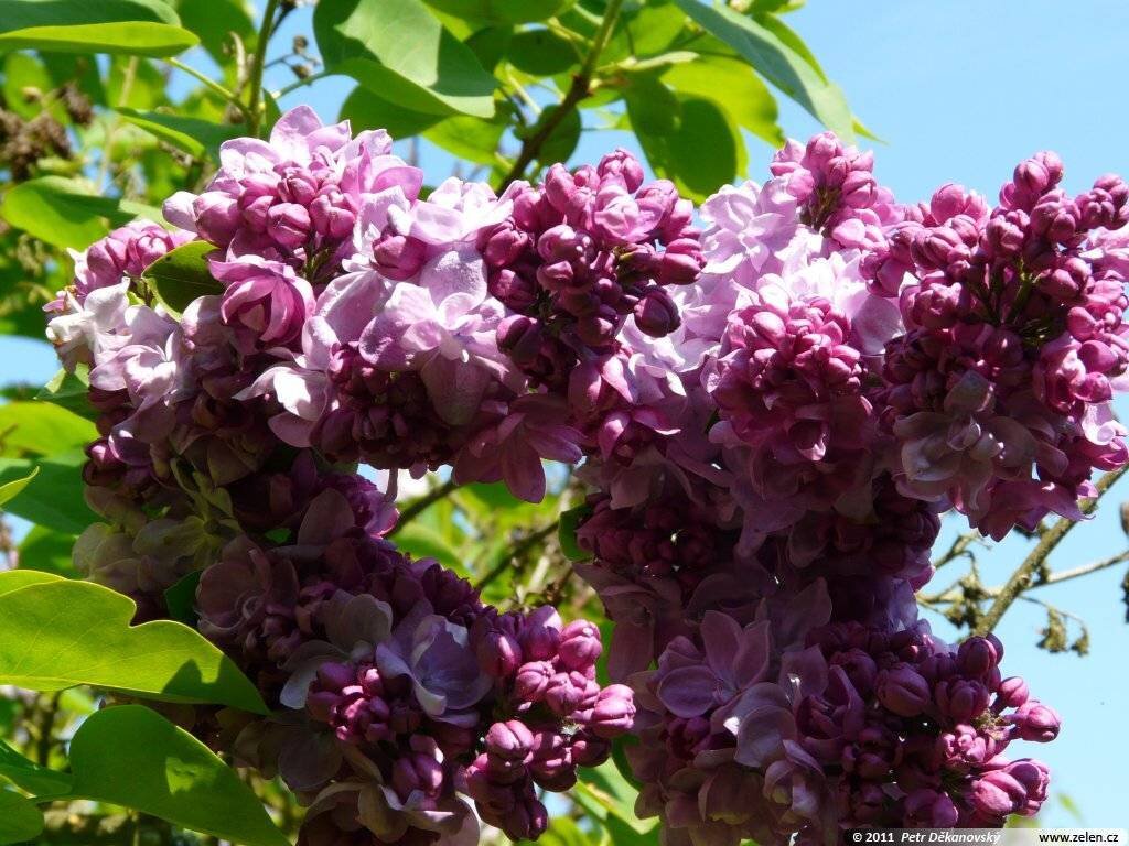 sezon-dacha.ru