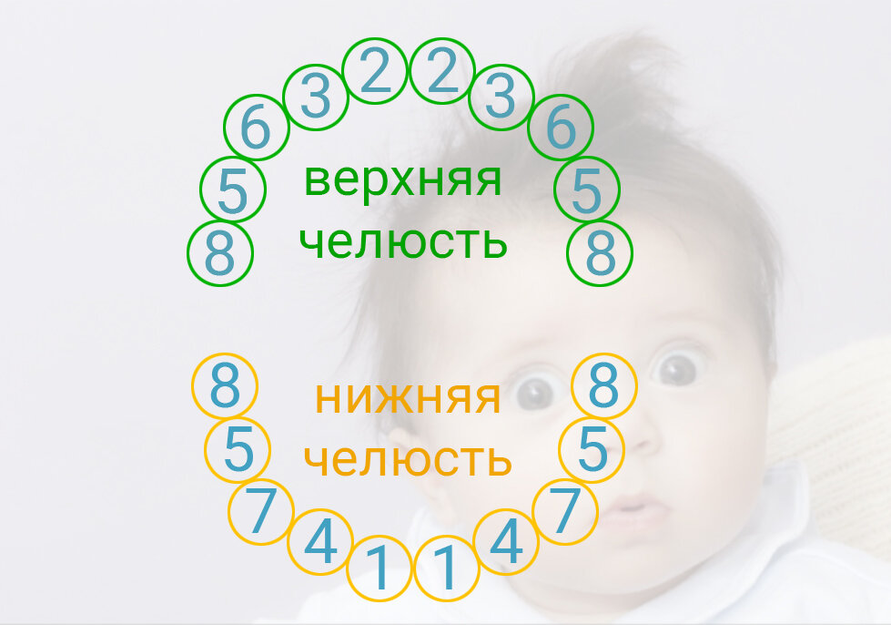Зубы у детей как облегчить. Зубы у малышей схема. как режутся зубки у младенцев схема признаки.