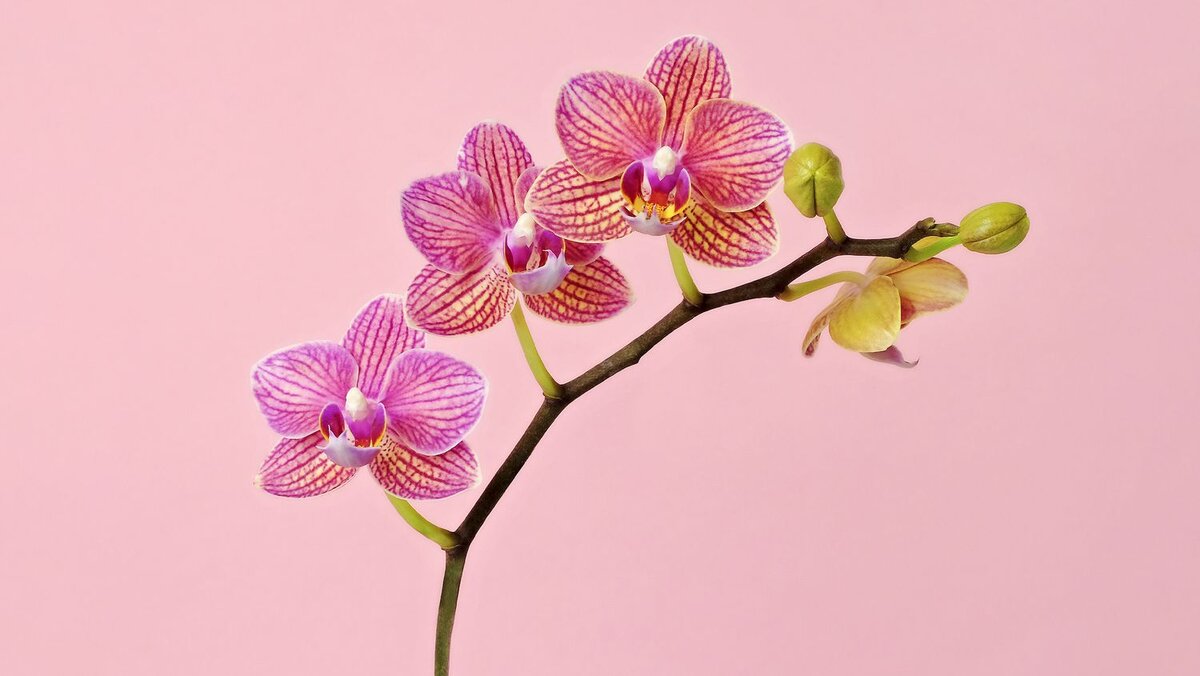 https://www.realsimple.com/thmb/7KXyUV7RHuoQEHbyGrv7j6m7U0U=/1500x0/filters:no_upscale():max_bytes(150000):strip_icc()/orchid-care-tips-53e826a2bf20448a9c58a0cab2254430.jpg